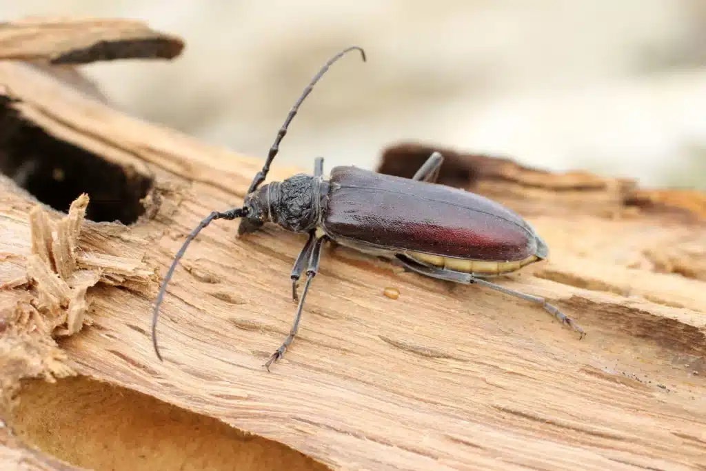 Gros plan d'un insecte xylophage nuisible sur une charpente en bois, image idéale pour illustrer un traitement curatif de charpente contre les capricornes et termites.